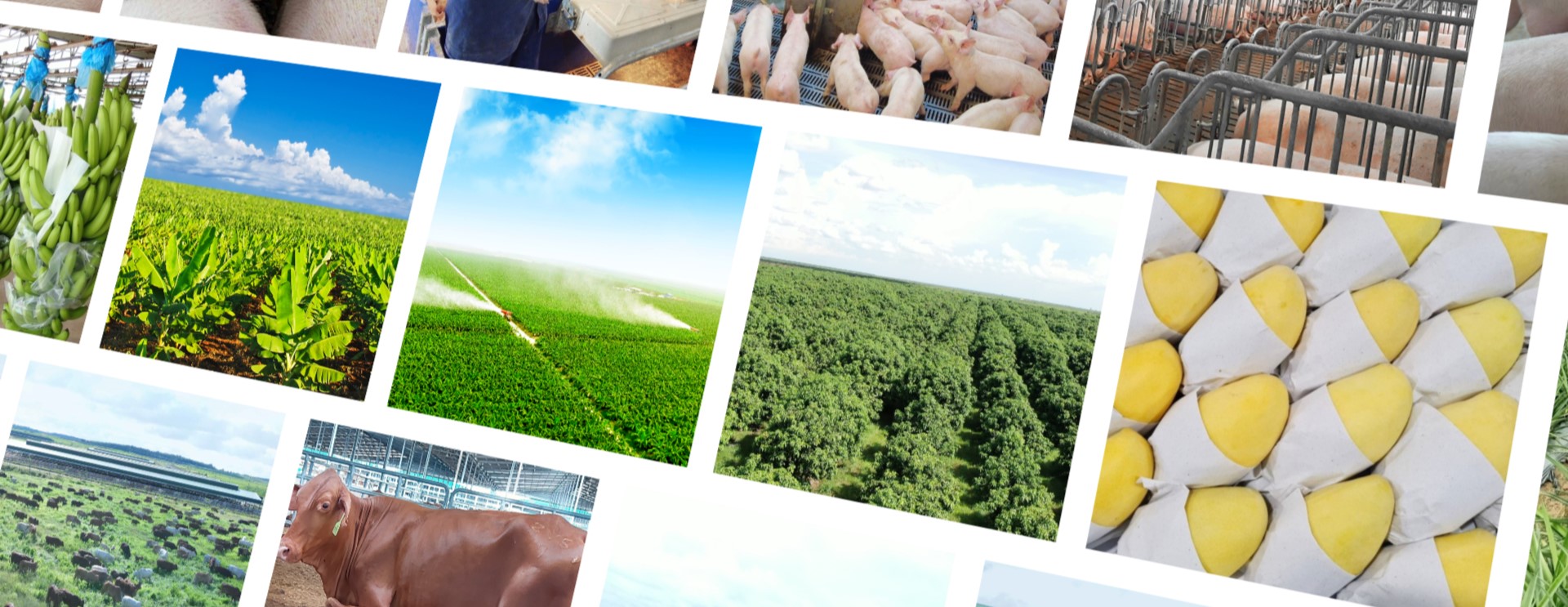 Banner thư viện Thaco Agri