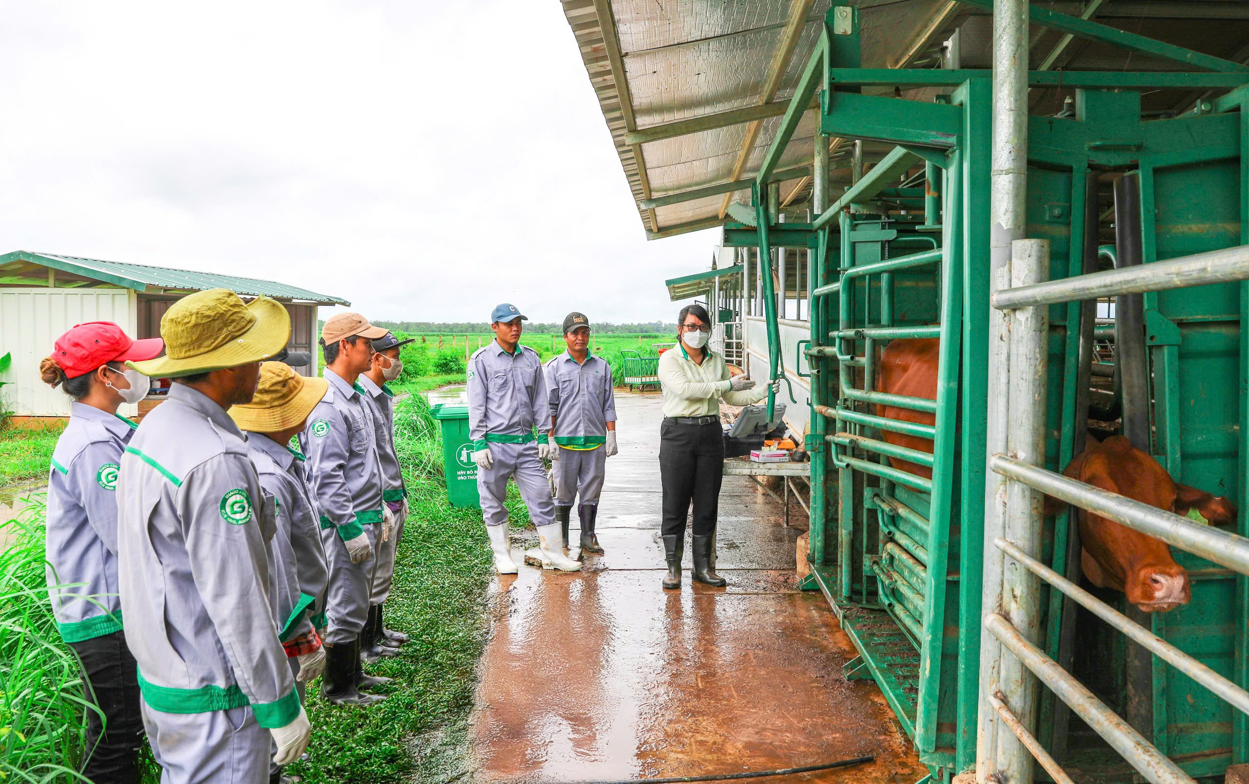 KLH HAGL AGRICO Lào tổ chức lớp Sơ cấp chăn nuôi thú y