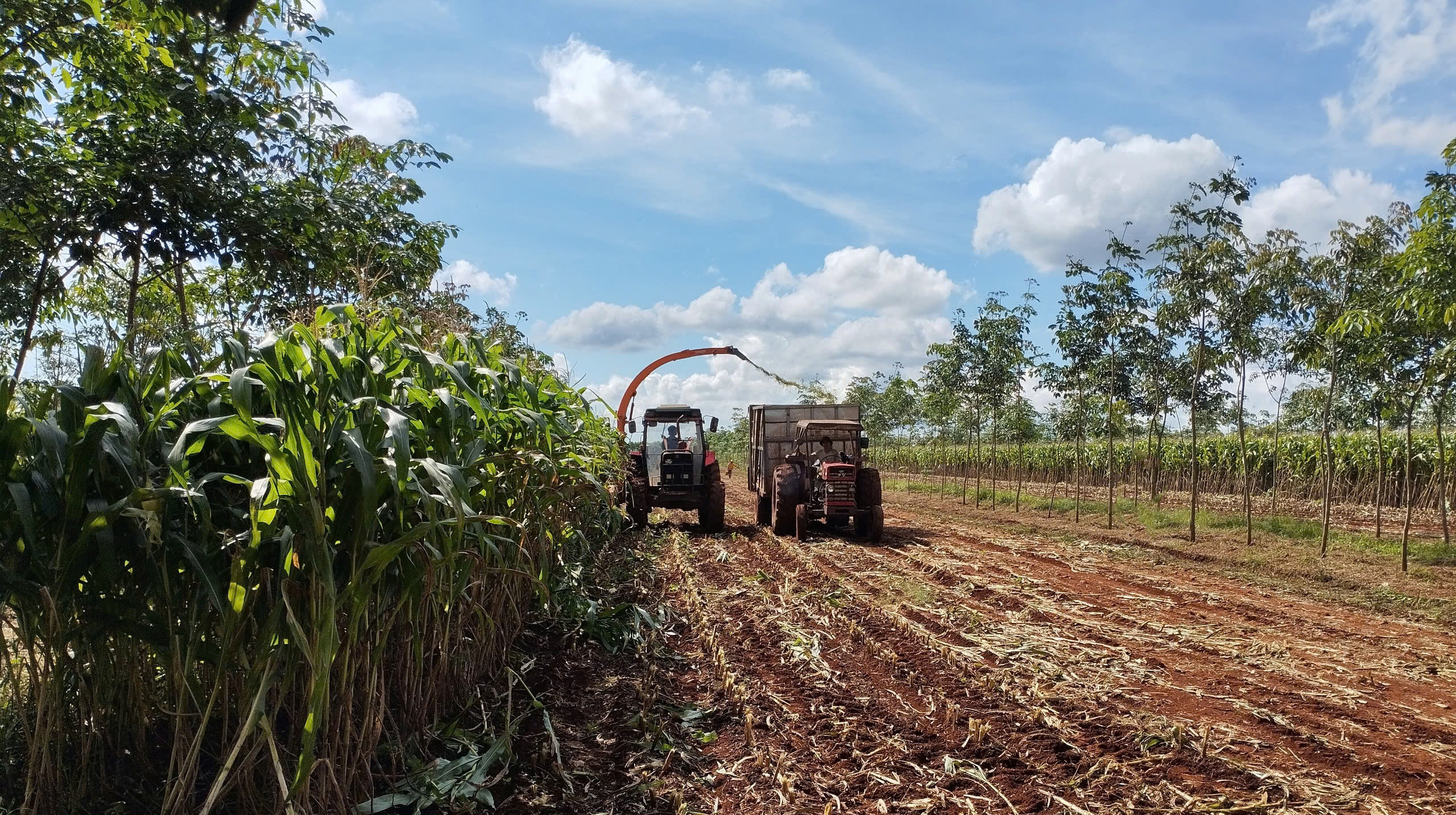 PY-BIO thu hoạch bắp cung ứng cho THACO AGRI