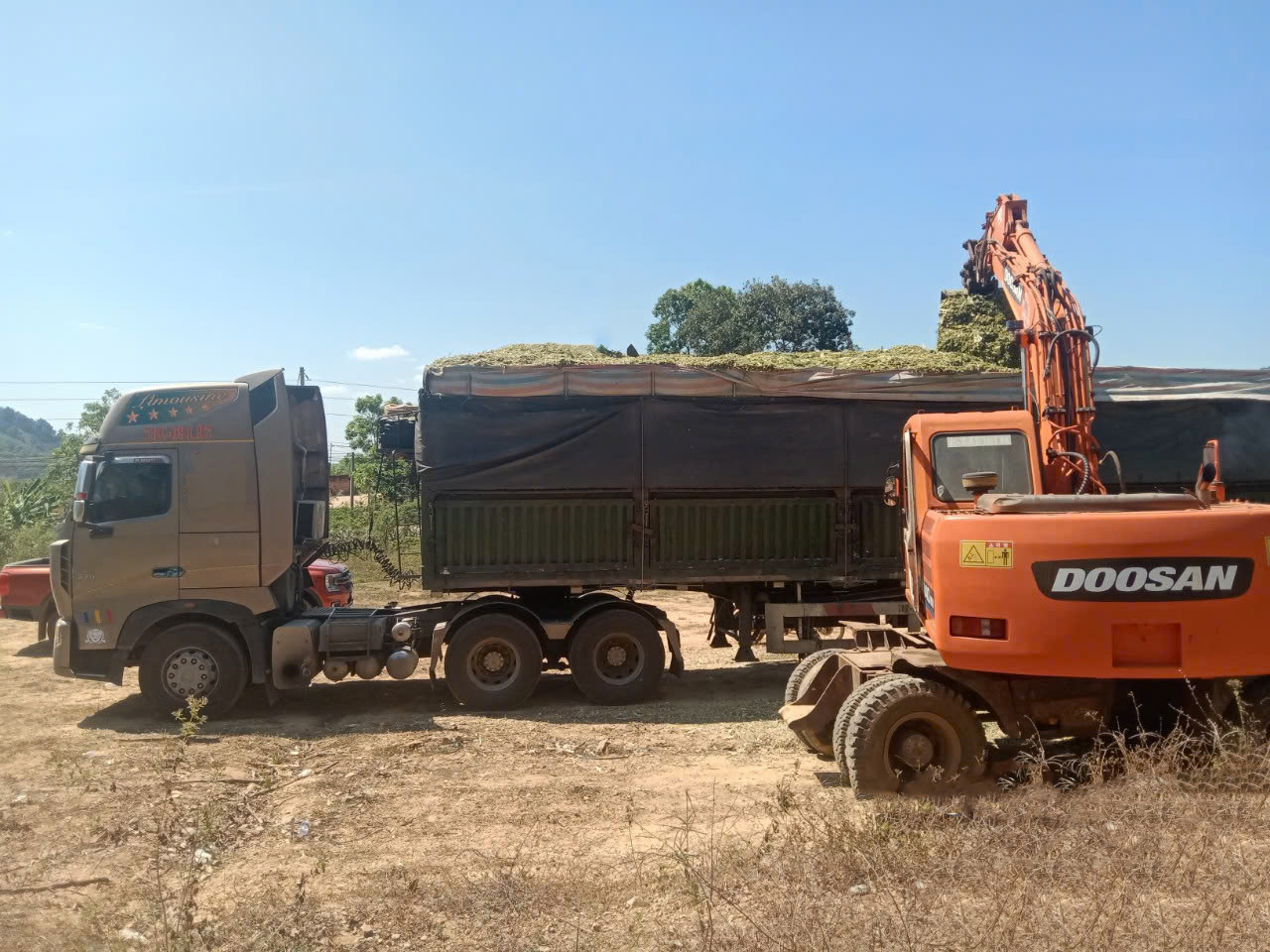 Thu gom bắp băm cung ứng cho THACO AGRI làm thức ăn thô xanh và ủ chua