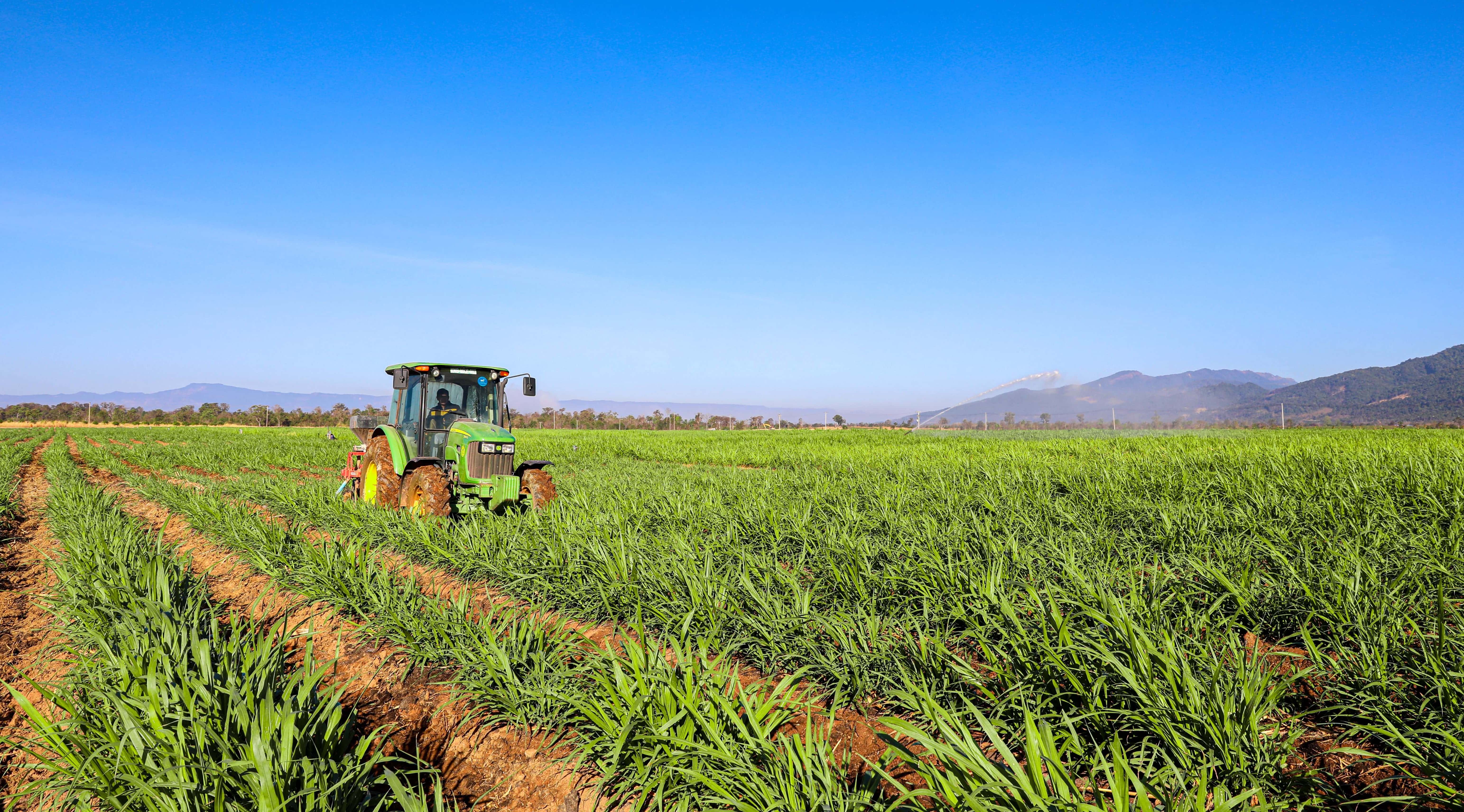 Mô hình chăn nuôi bò tuần hoàn tại THACO AGRI