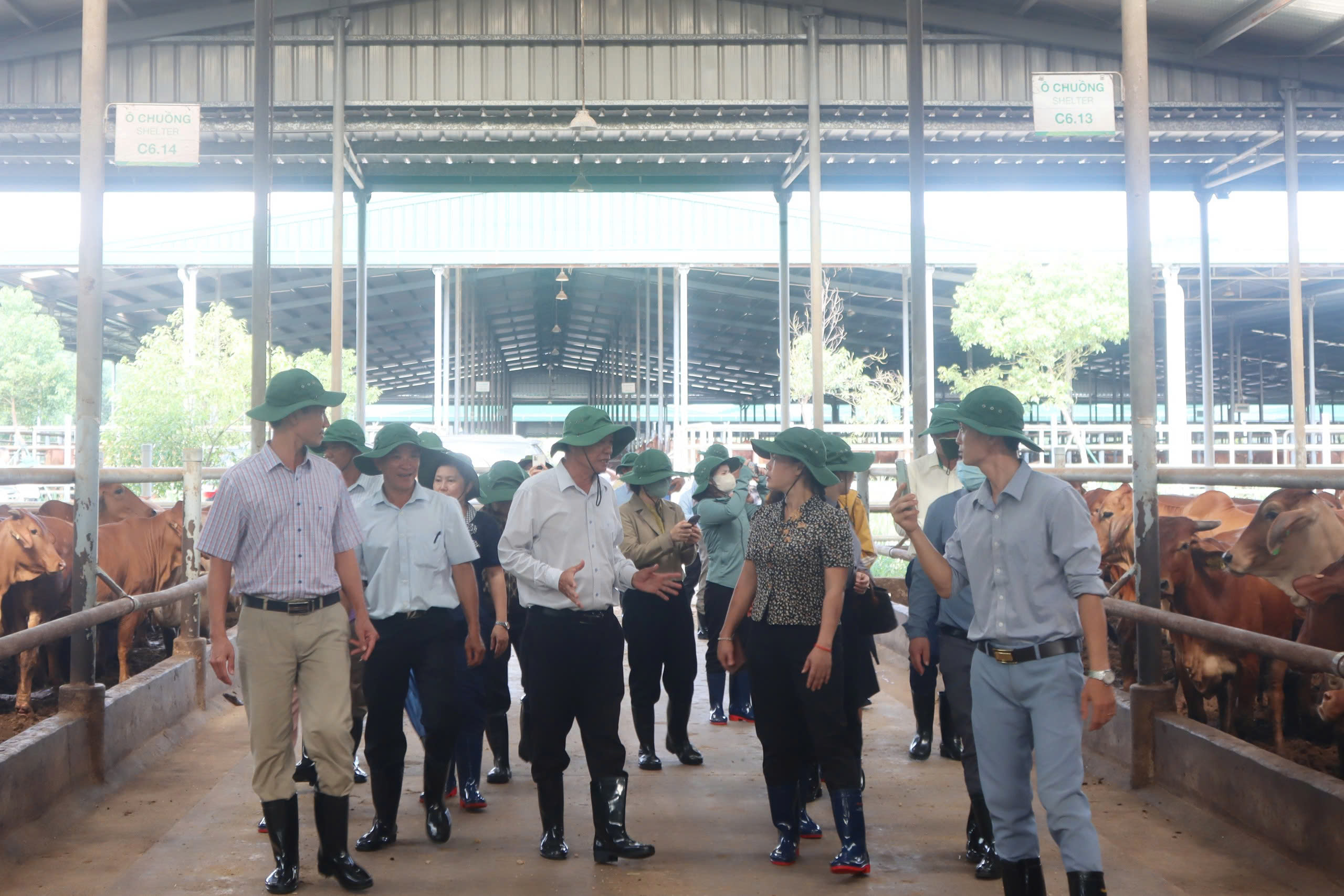 Đoàn công tác tham quan tại Trại bò