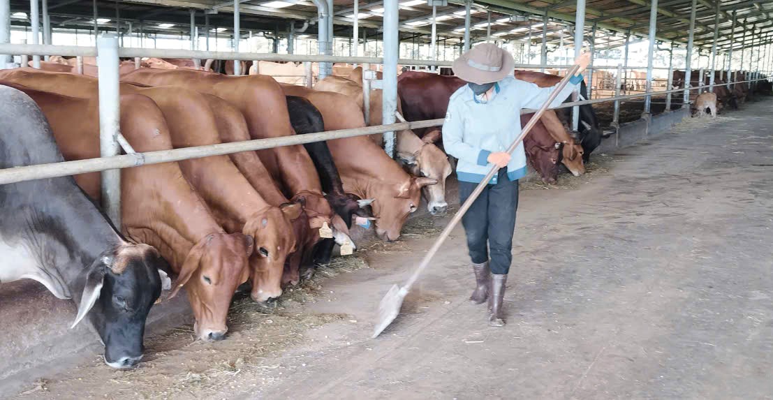 Công nhân tại Xí nghiệp Chăn nuôi Bò Ea H'Leo hăng say làm việc