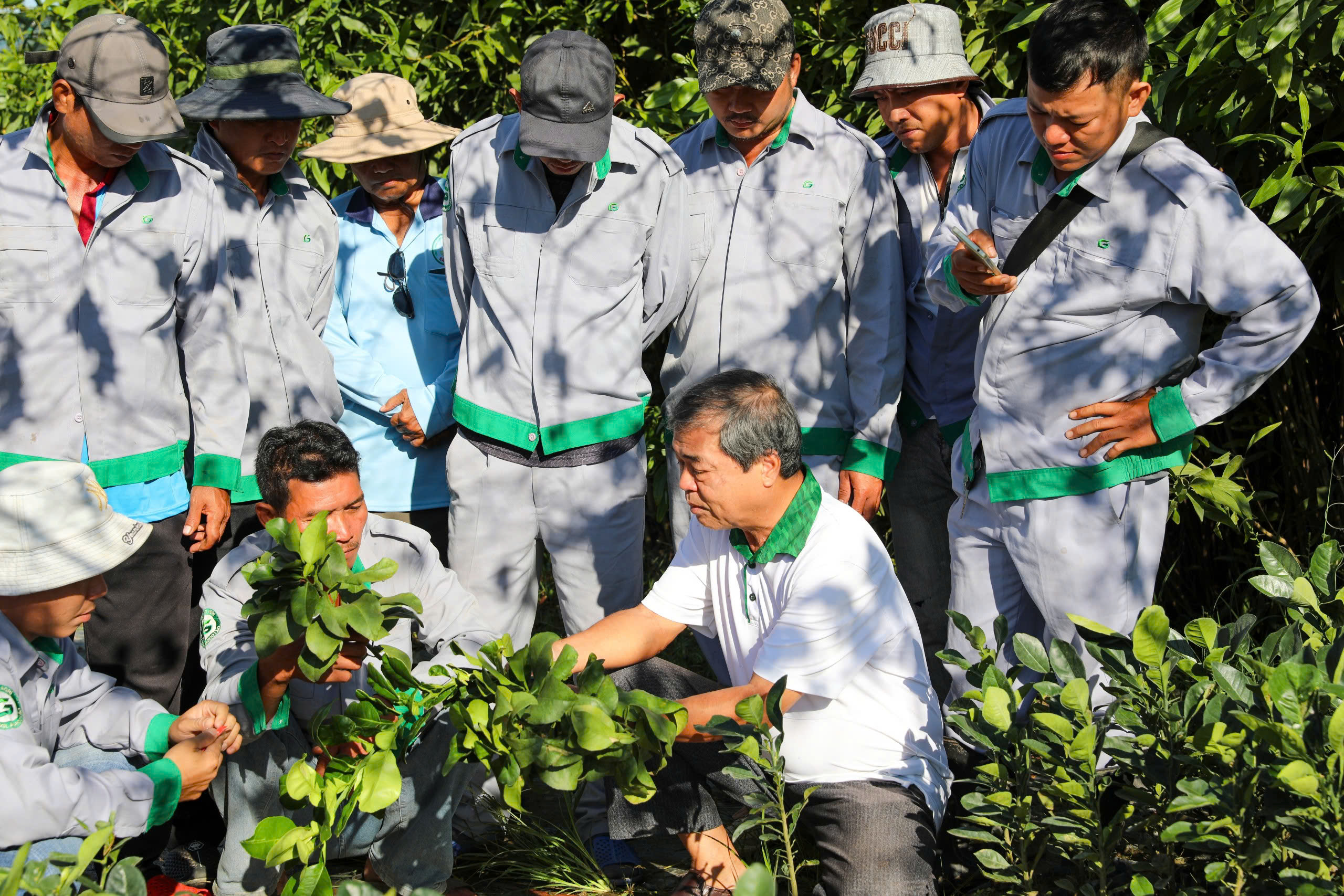 Huấn luyện kỹ thuật ghép mắt cây bưởi cho CB.CNV