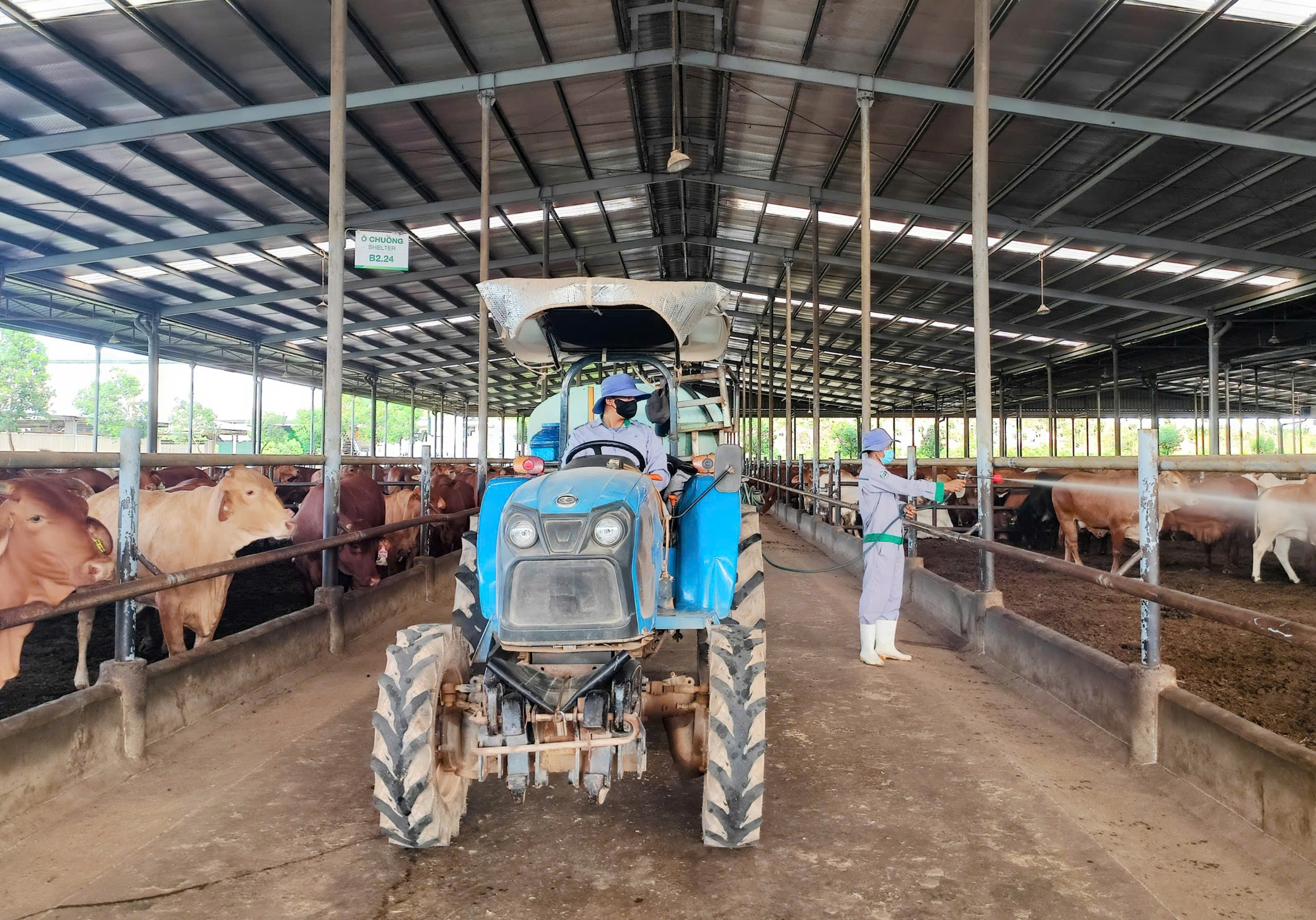 Thực hiện tiêu độc khử trùng khu vực trại bò