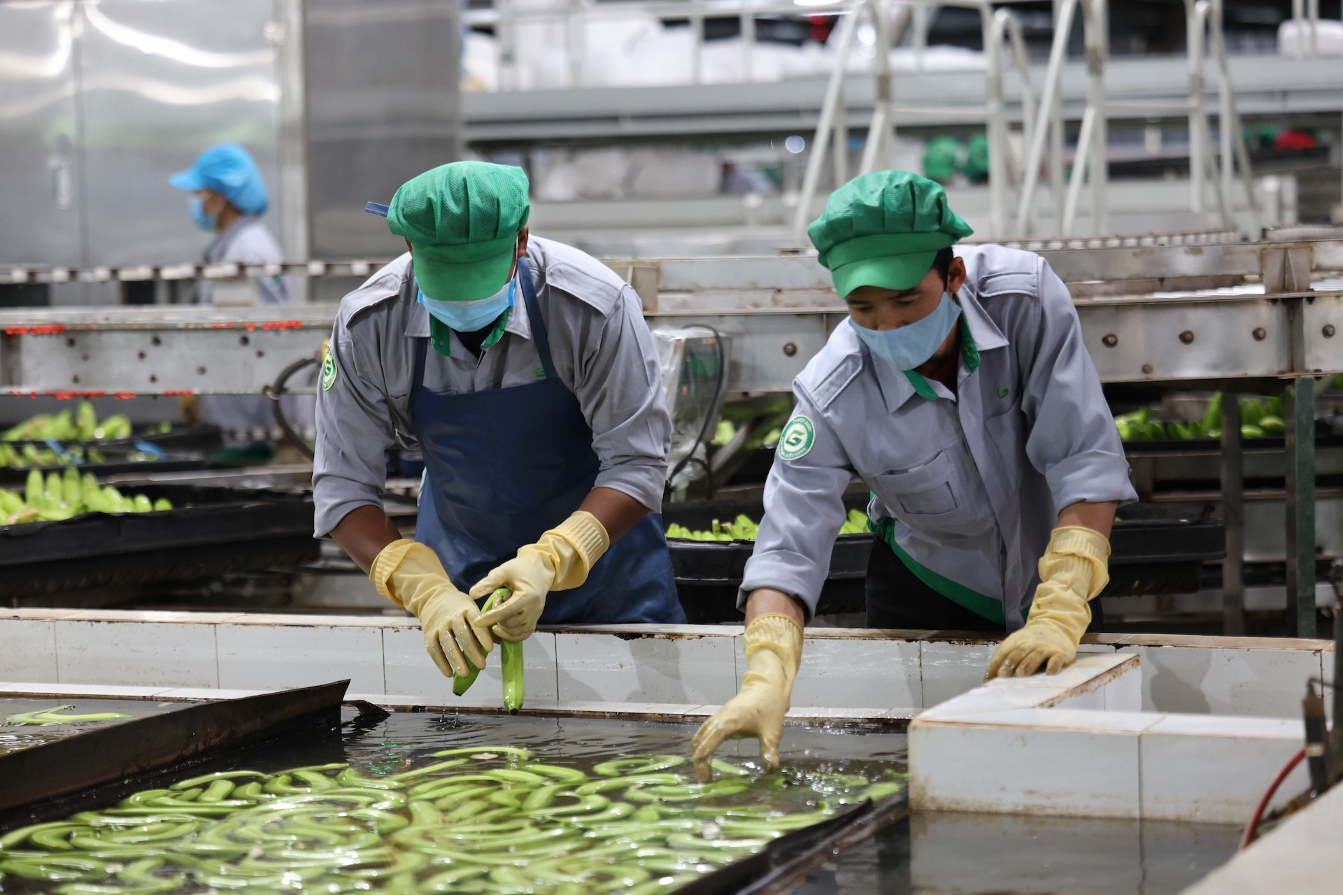 97% sản phẩm chuối của THACO AGRI đạt chất lượng quốc tế