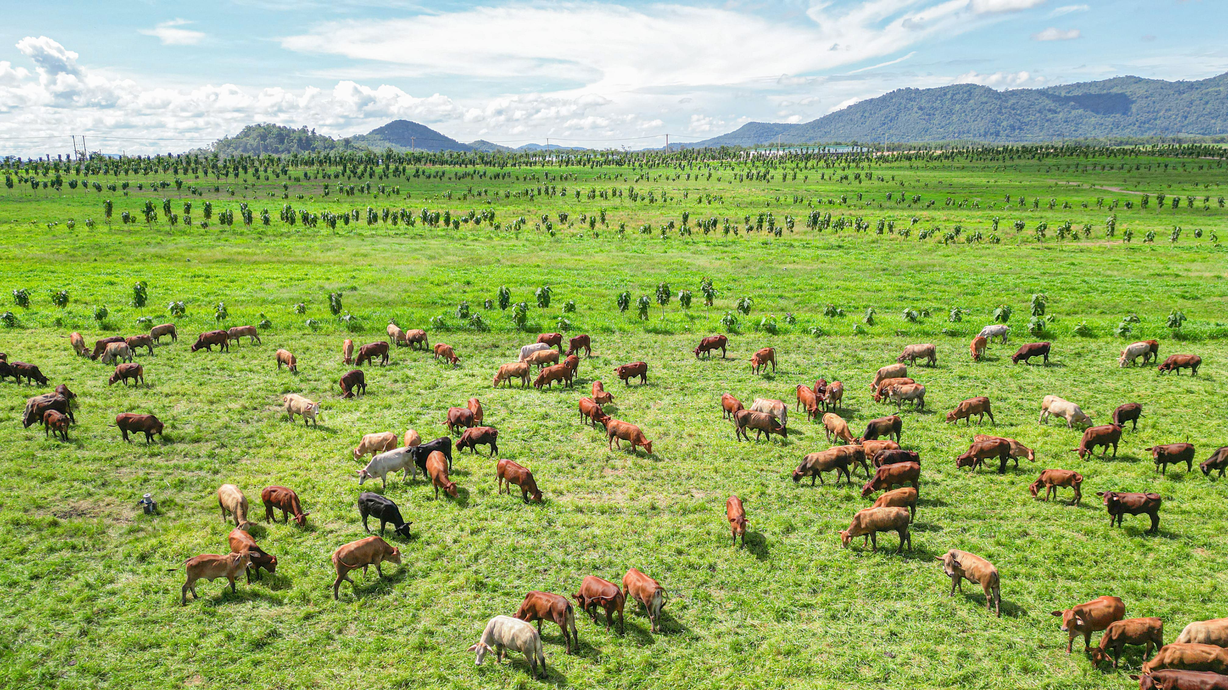 Chăn thả bò trên cánh đồng trồng cây lâm nghiệp tại xã Ia Puch