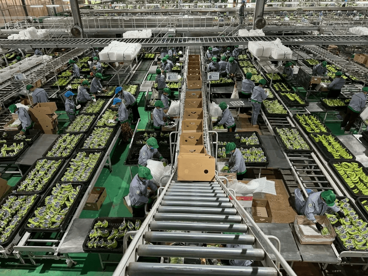 Dây chuyền đóng gói chuối. Ảnh: TH.
