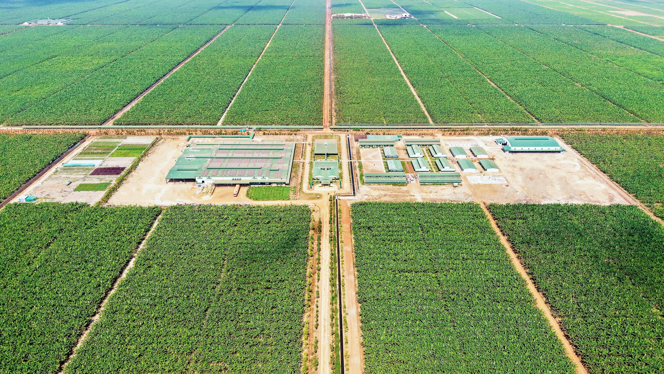 Xí nghiệp chuối BP2