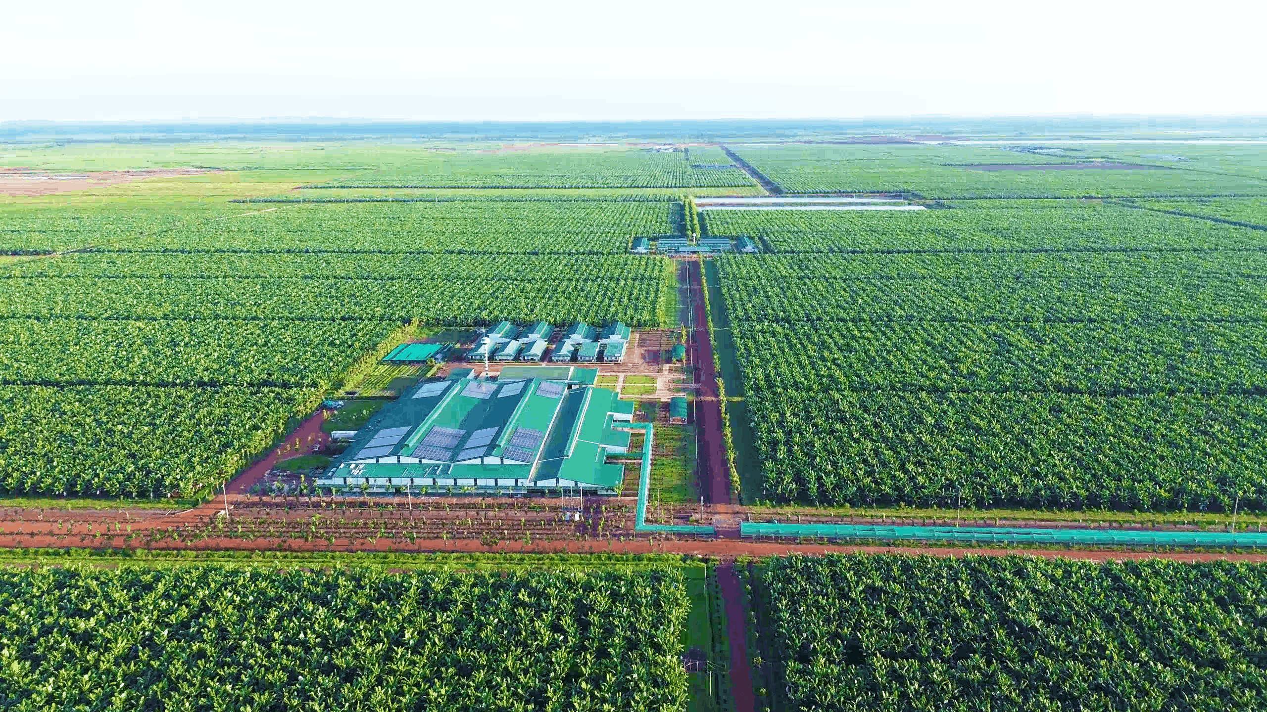 Xưởng sản xuất Chuối BP1.2, KLH Snuol