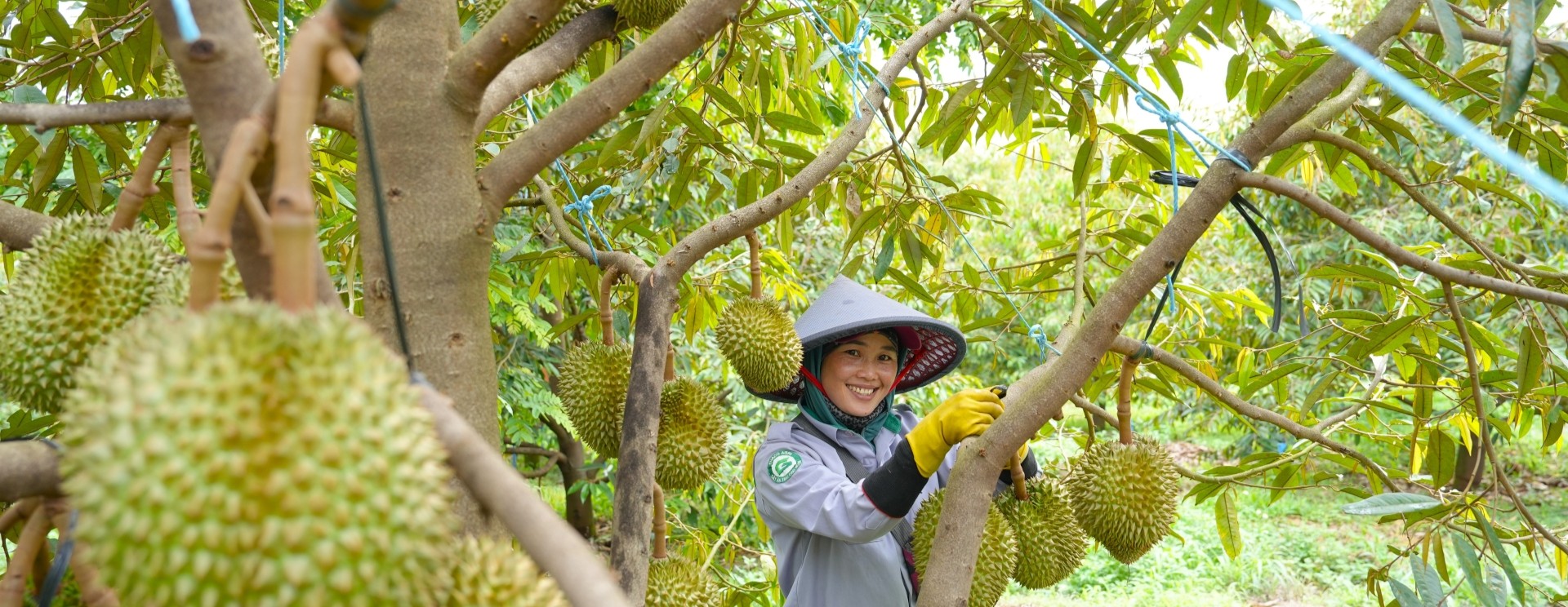 Sau giai đoạn chăm sóc vườn cây, Xí nghiệp Sầu riêng Cao Nguyên bắt đầu vào mùa sầu riêng với tín hi...
