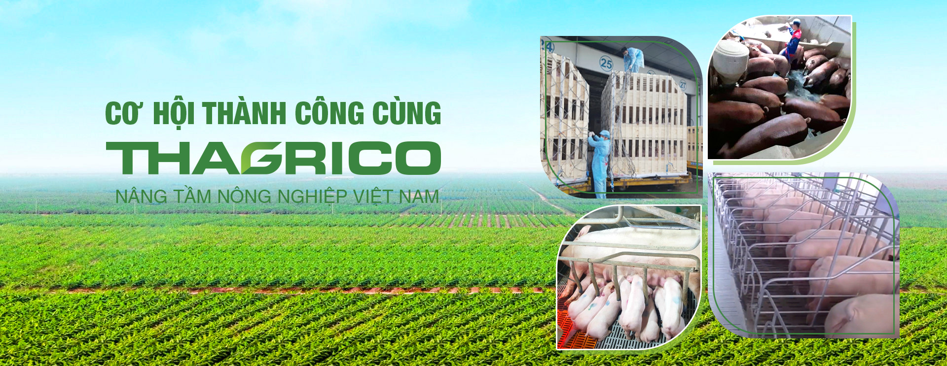 Banner tuyển dụng Thagrico